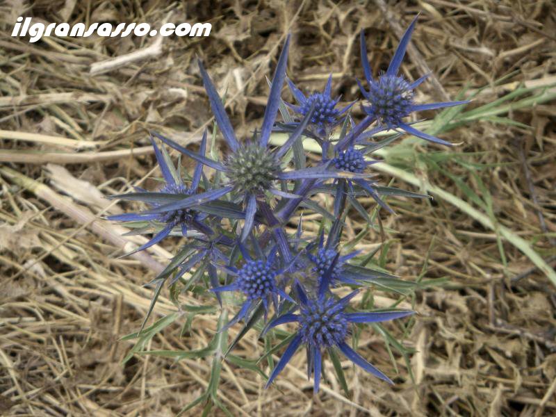 flower gran sasso