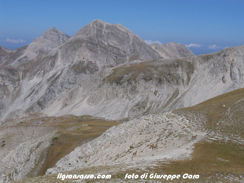 camosci gran sasso