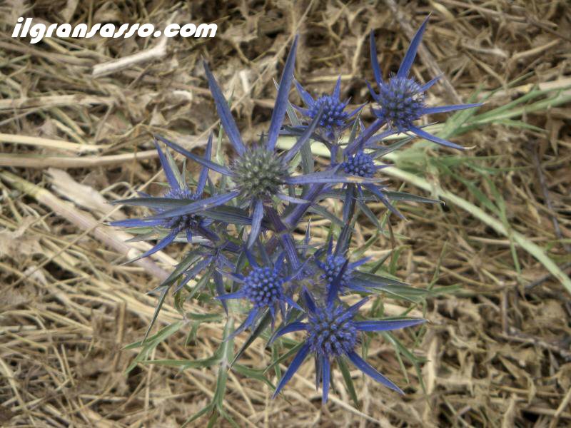 fiore gran sasso